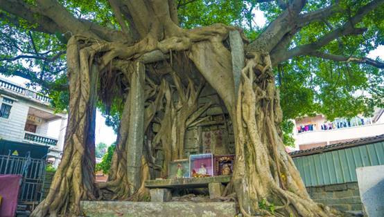 独木成林！百岁榕树长在石头上，“腹中”还藏着一座寺庙