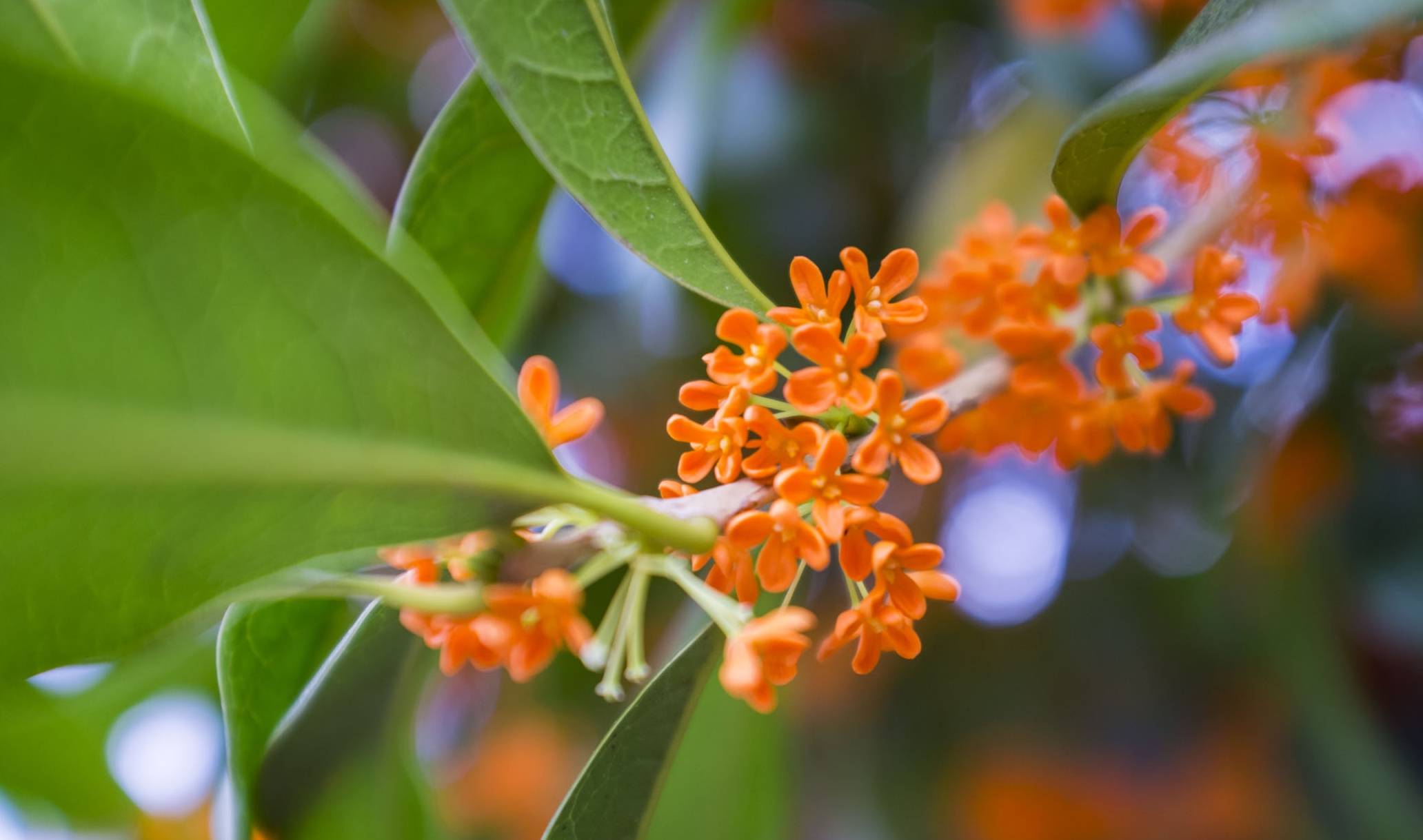 桂花的副作用和禁忌枸杞治好了我的白发 自媒体热点