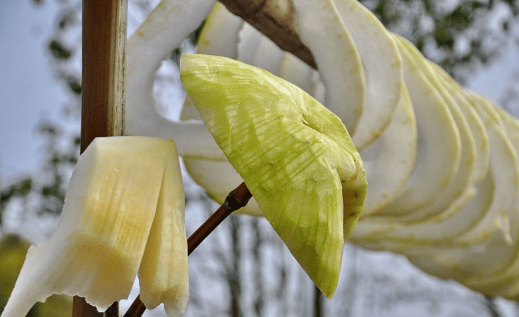 怎么晒干黄瓜不坏 a6cdfd941782437595c9f736f93ed4f3.png