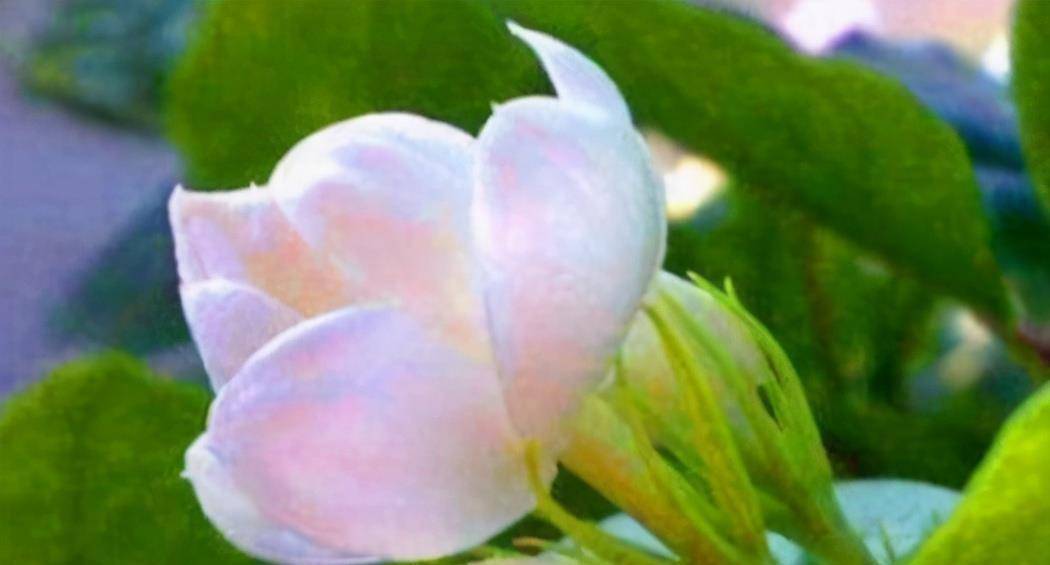 哪些花可以养生 b6f3979b32c44ded865ef4a72524c7b2.jpeg