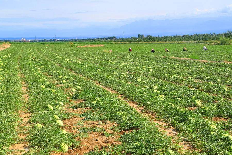 甘肃农垦|机械轰鸣颂金秋,各大农场日日收