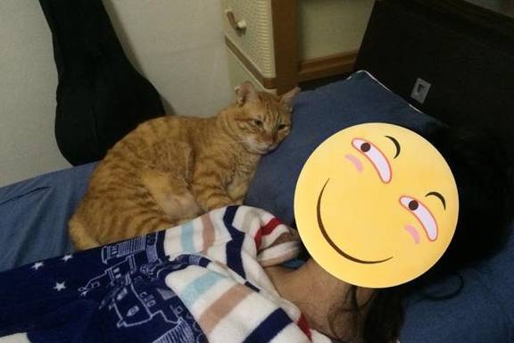 怎么看小猫性格是否黏人 f1bf00127c4e4dd19b654e8c99d2bbdd.jpeg