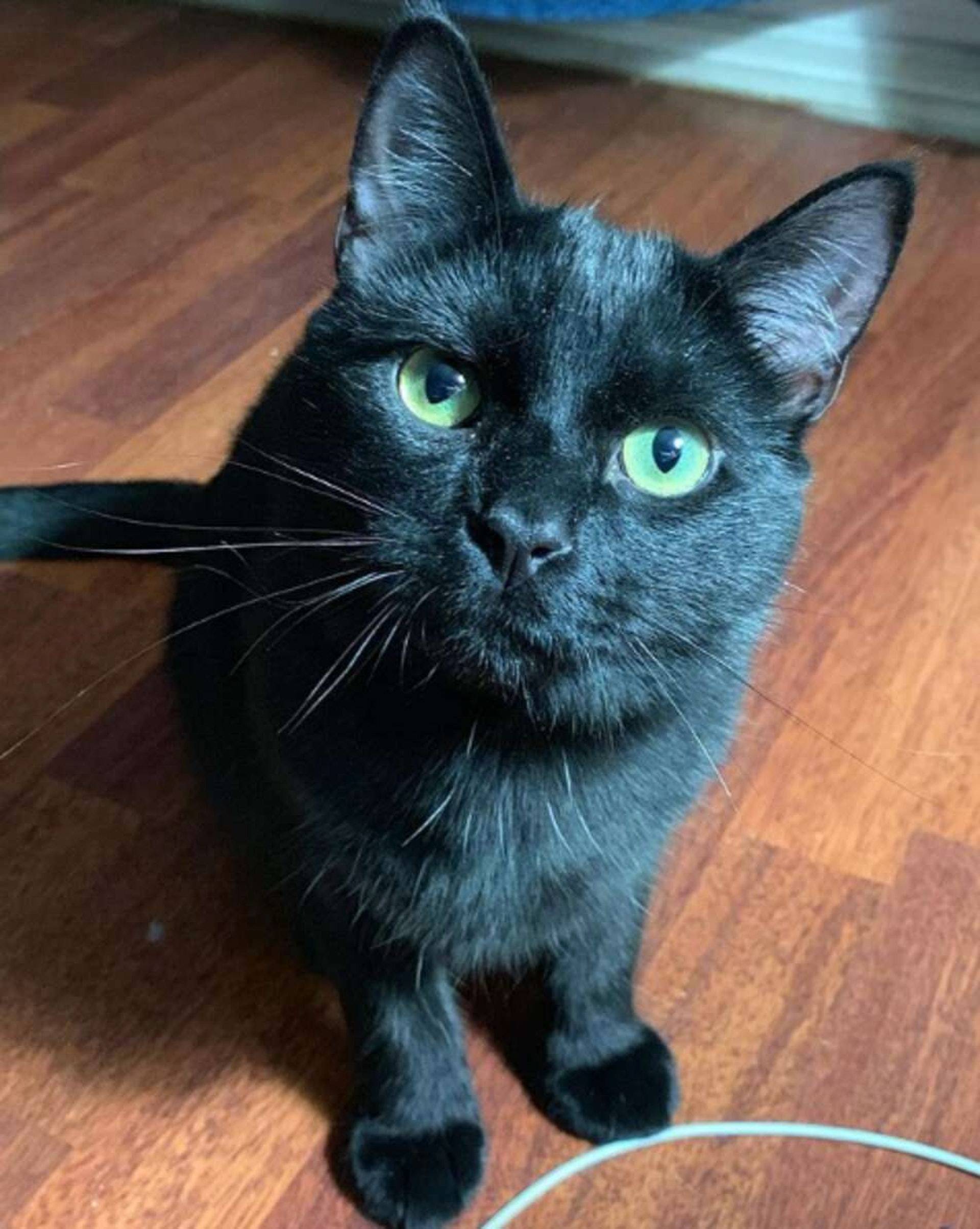 猫咪交友不慎带着老鼠进家偷东西真是家贼难防