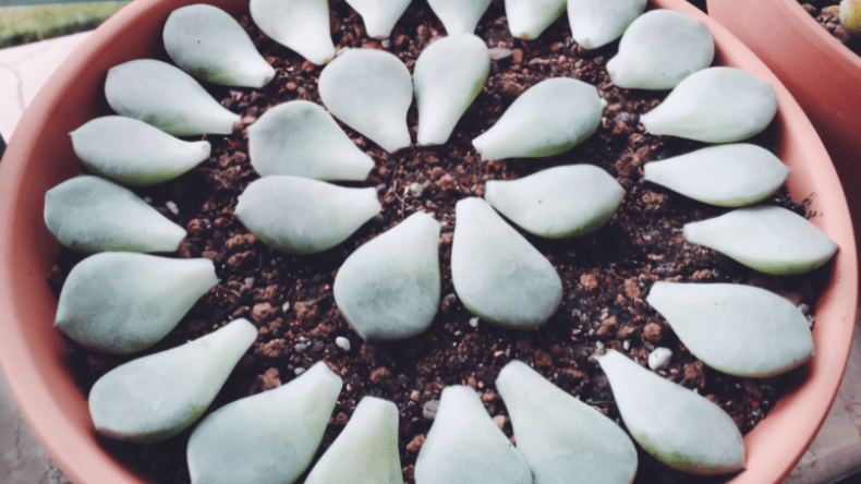 多肉叶片怎么放才生根发芽 3e749286c01447b3b7905429c559fa34.png