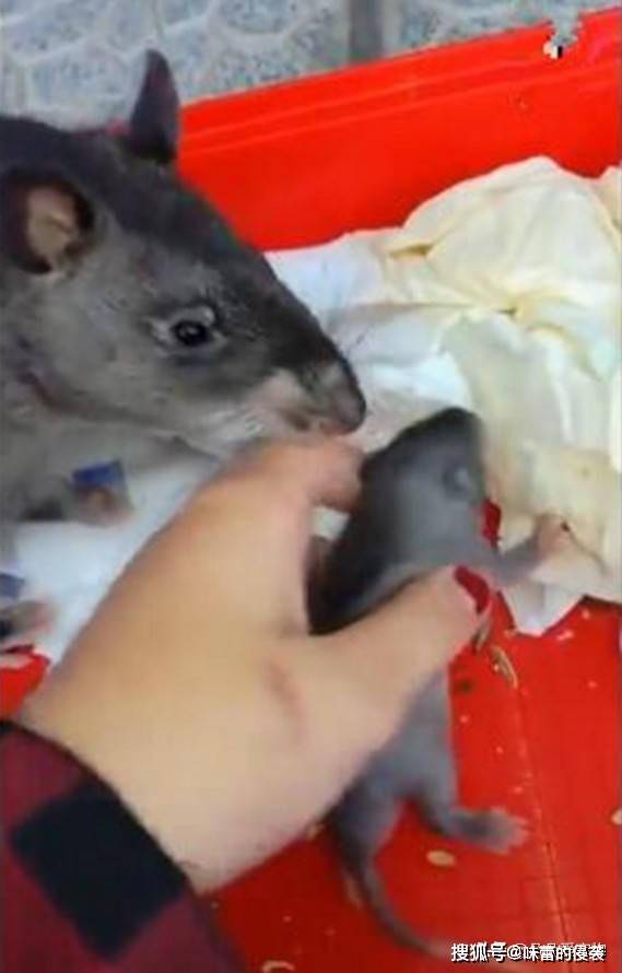 统一发放的鼠宝 7ab4d743b6f74b0ba92877f3af42dc0d.jpeg