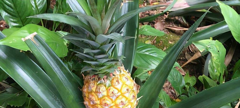 菠萝怎么吃不酸涩 92368a3766cd4e8ebd51c31d60cf8976.jpeg