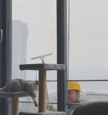 因为|加菲猫阳台晒太阳，遇到窗外玻璃清理工：叔叔比我还皮，注意安全