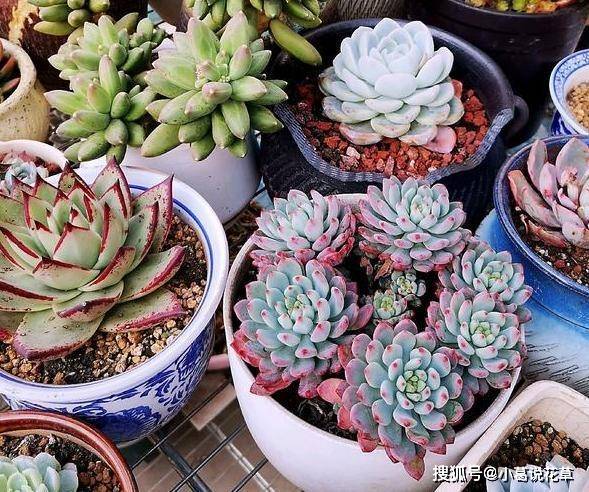 炎炎夏日该如何预防多肉徒长变丑 知道这个小妙招 轻轻松松搞定 植物