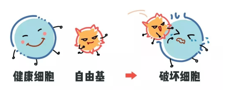 毒素|芝麻素，可以幫助我們抵抗自由基