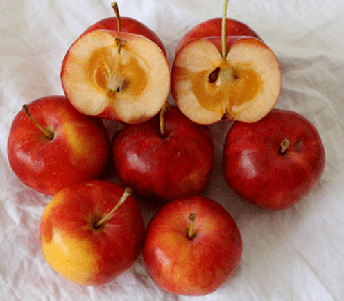 原创沙果我国特有的水果曾经风靡一时为何现在几乎消失了