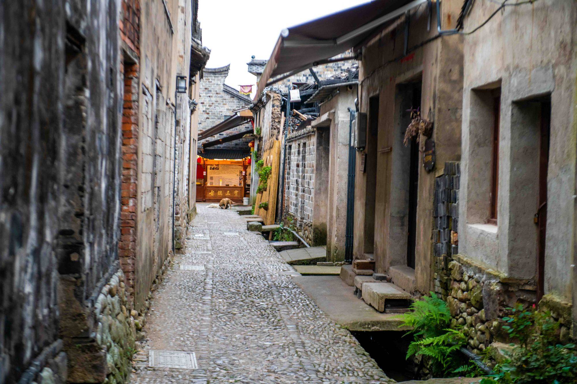 浙江有一个百年古镇，小桥流水，烟火气息十足，超适合一个人发呆