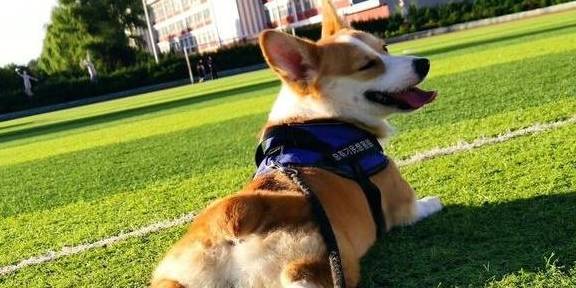 的优点|“颜值高”的柯基犬，为什么那么火？