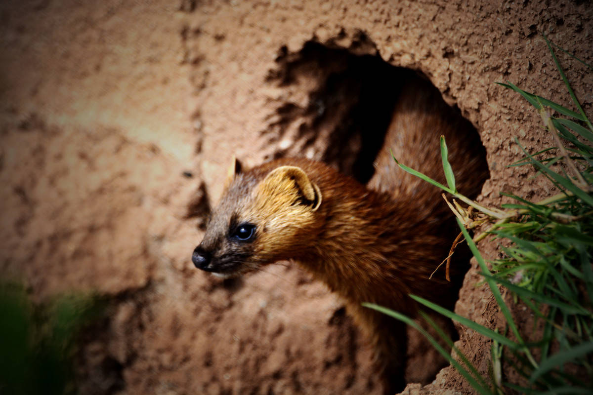 "臭屁"是它的防御机制多数鼬科动物都是天生的猎手,黄鼠狼也不例外.