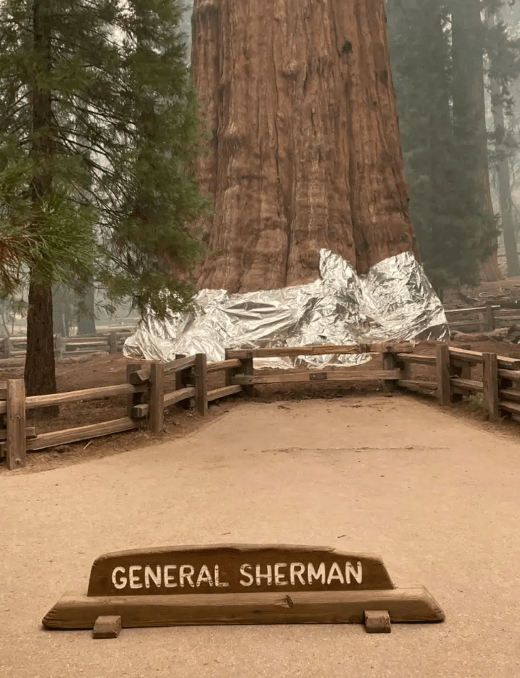 消防员给巨大的红杉包裹上铝箔，以期抵御加州大火的凶猛来袭