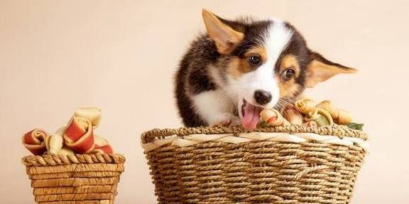 的优点|“颜值高”的柯基犬，为什么那么火？