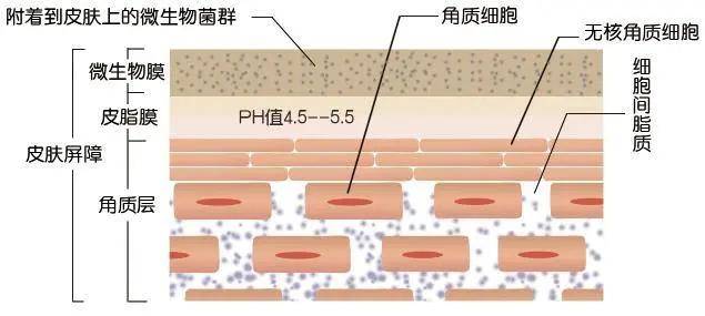 脸颊|干货 | 日常做对这些，油敏皮也可以有春天！
