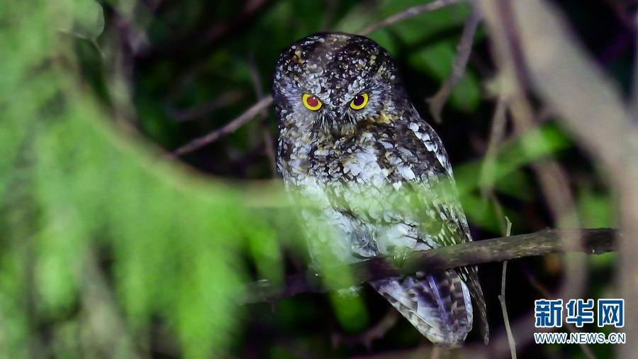 保山生物多样性之美猫头鹰