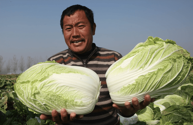 追肥时要掌握好追肥时间 肥料的合理搭配和追肥的正确方法 大白菜 全网搜