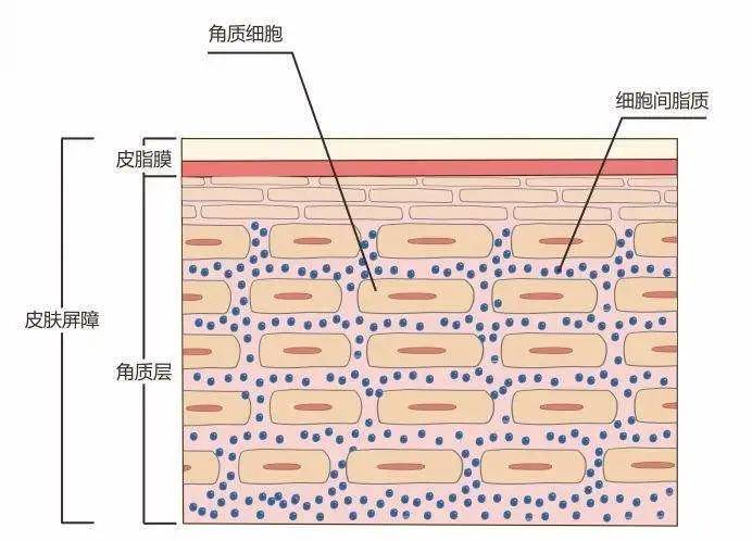 脸颊|干货 | 日常做对这些，油敏皮也可以有春天！