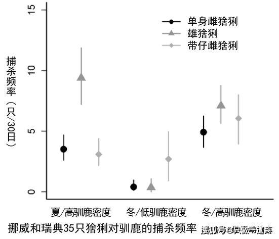 欧亚猞猁与狼獾谁怕谁动物学家实拍猞猁打跑狼獾