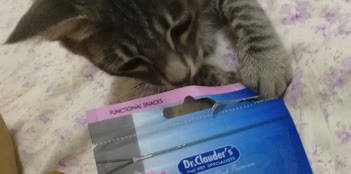 瑞萌|新手养猫的注意事项，猫零食怎么选是一件大事