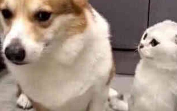 因为|柯基乘坐电梯遇见了真爱,一会儿瞄一眼好害羞,柯基:我想恋爱了