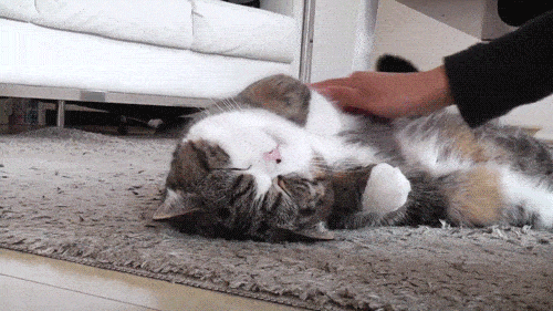 5751b4bee35e41bfa9ed00ca66c186ff.gif