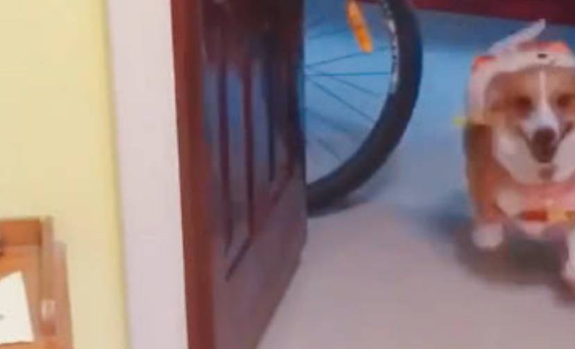 事情|自从柯基学会了赊账后，主人每天都收到账单，更过分的还在后面！