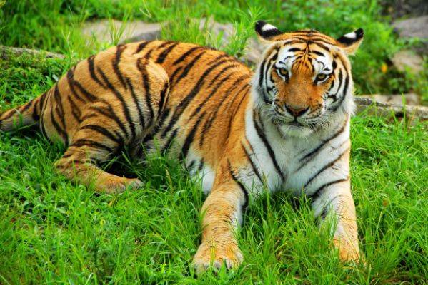 11月生肖虎会遇见命中最大的贵人 走向人生巅峰 微头条