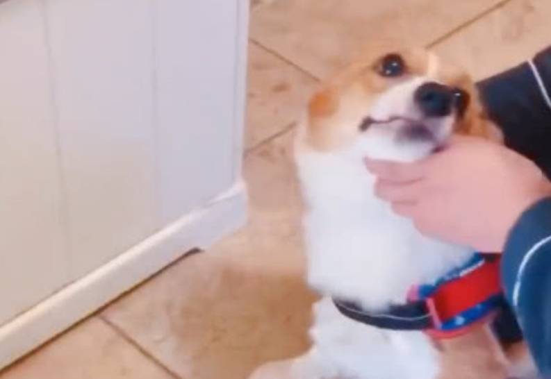 事情|自从柯基学会了赊账后，主人每天都收到账单，更过分的还在后面！