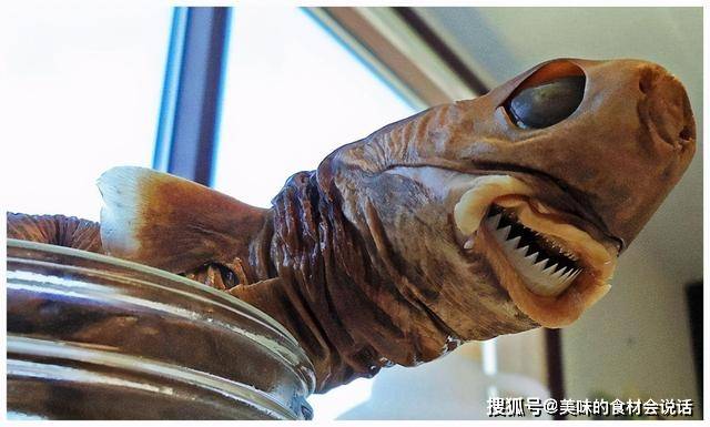 原创深海恐怖杀手雪茄鲨在猎物身上疯狂剜肉其凶狠大白鲨也怕