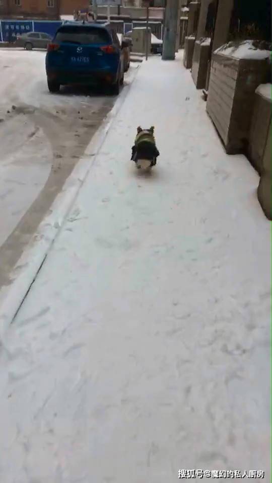 举动|柯基第一次看见雪，兴奋在雪里“游泳”，举动让主人汗颜