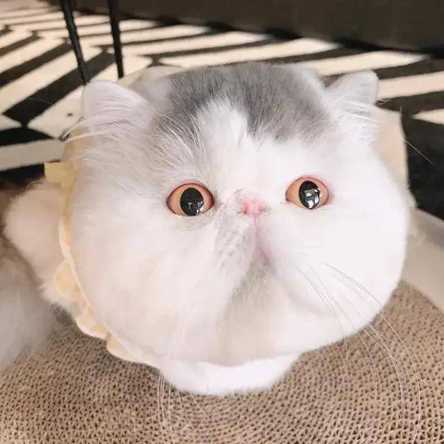 主人|哈士奇越狱遭车撞,宠物医院检查后竟毫发无损!结果反赔车主3万?