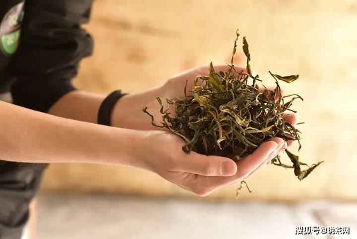 程度|有人说喝新茶会上火，是真的吗？