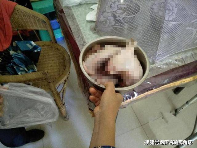 刘先生|被邻居吃掉的小动物:兔子被宰杀,豹猫被剥皮,柯基被分食