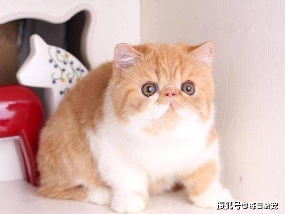 猫咪|加菲猫流浪一个月后，从天使变成“恶魔”，品种猫真的不能流浪