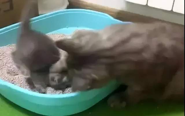 主人|哈士奇越狱遭车撞，宠物医院检查后竟毫发无损！结果反赔车主3万？