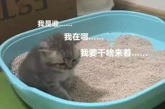 主人|哈士奇越狱遭车撞，宠物医院检查后竟毫发无损！结果反赔车主3万？