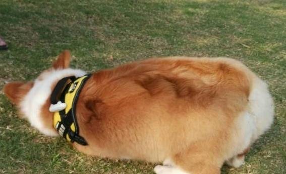 兄弟|短腿柯基的痛苦谁了解？柯基：你好好说，不然跳起来打你