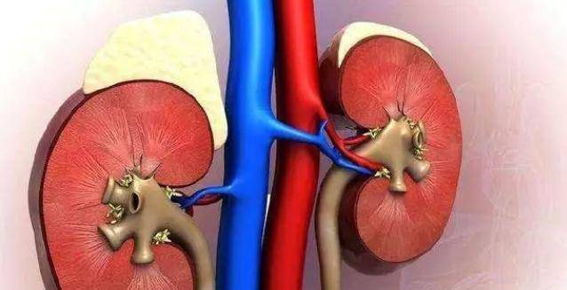 生活|人体的八个器官或可以“拿掉”，且不会影响正常生活，是真的吗？