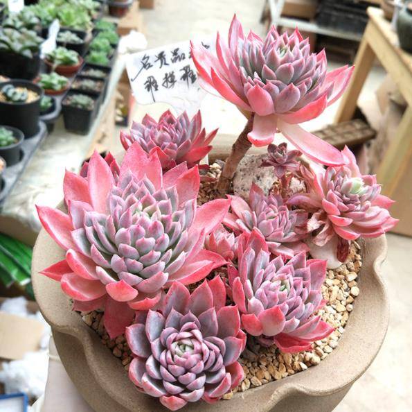 9月养盆多肉紫罗兰女王,容易群生颜色美,淋雨后仙气十足