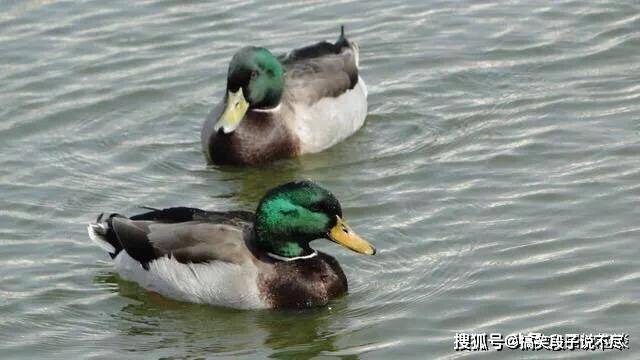 鸭狗什么成语_成语故事手抄报