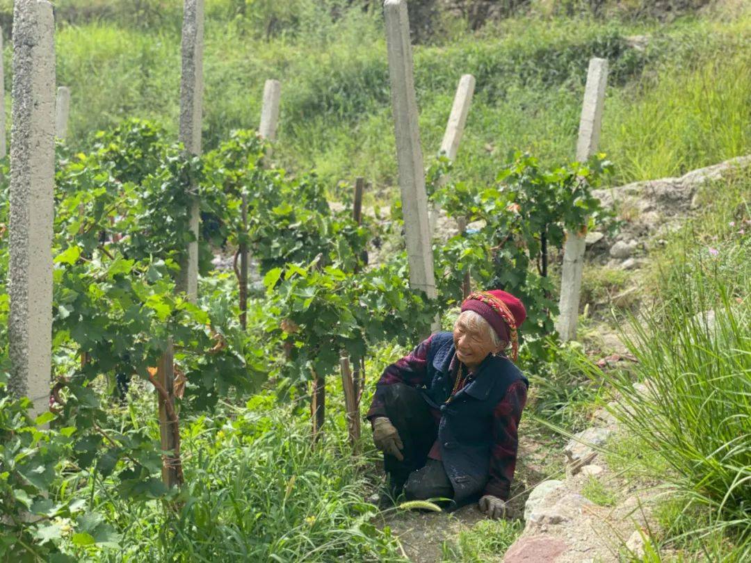 Wine|百馥访谈|前四大会计师事务所税务合伙人安洁,香格里拉葡萄酒产区研学感受