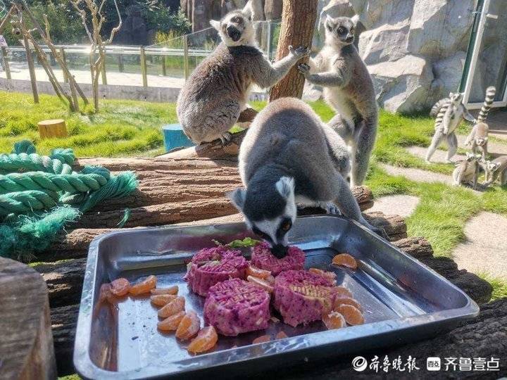 动物吃的月饼是啥馅的 孟加拉虎吃上了鲜肉蛋黄月饼