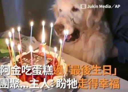 主人幫15歲金毛過生日，狗狗雖然老到坐不起來，但笑得超開心 萌趣萌寵 第1张