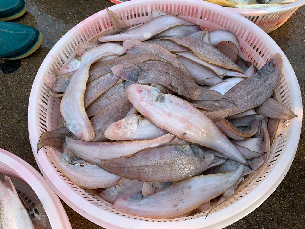 秋季碰到这鱼,我从不手软,肉多刺少营养高,才8元1斤,别不懂吃