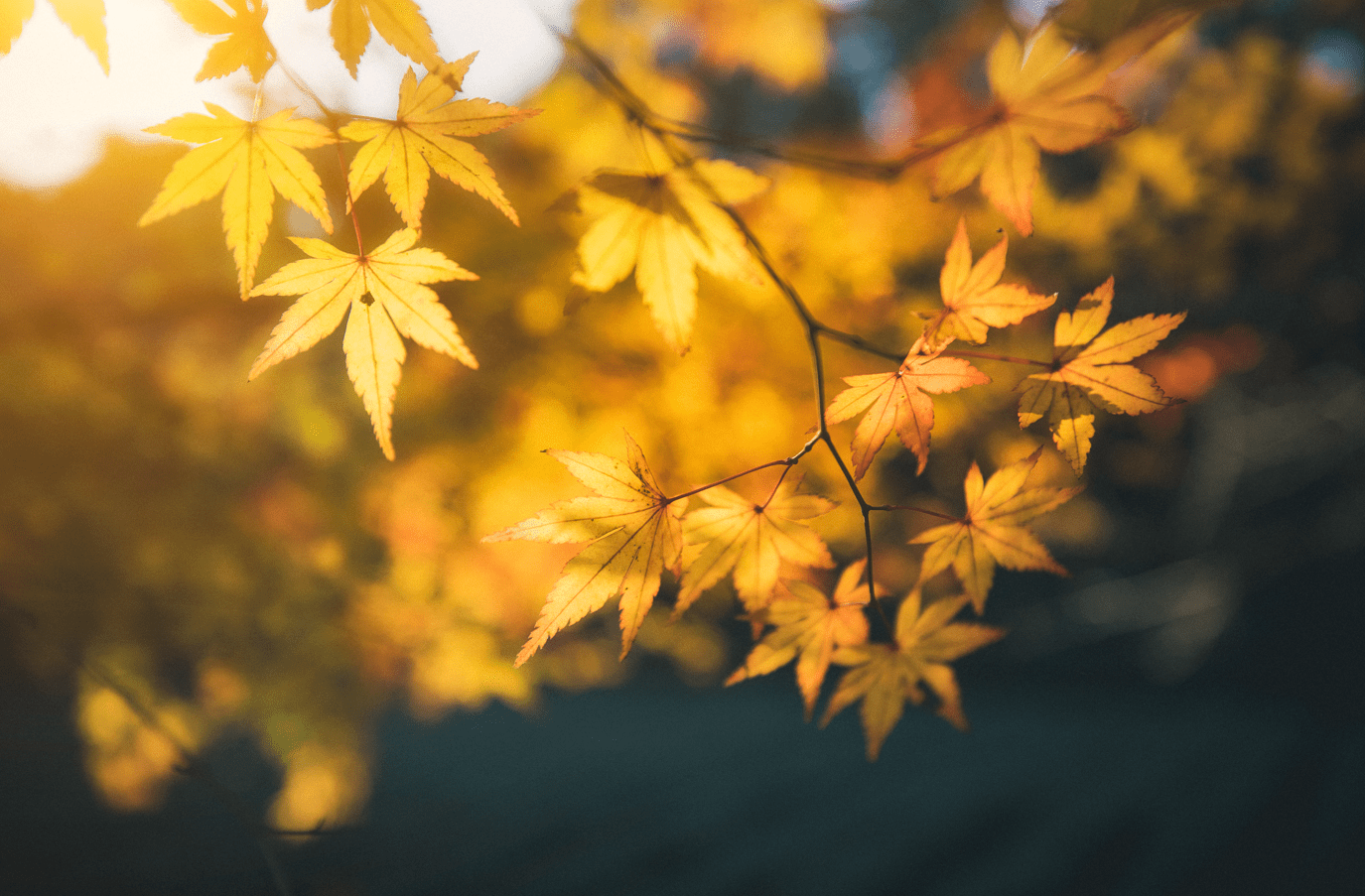 症状|秋分到，秋燥来袭防咳嗽