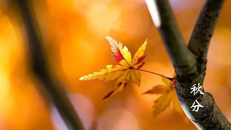 被称为|正是一年最美时