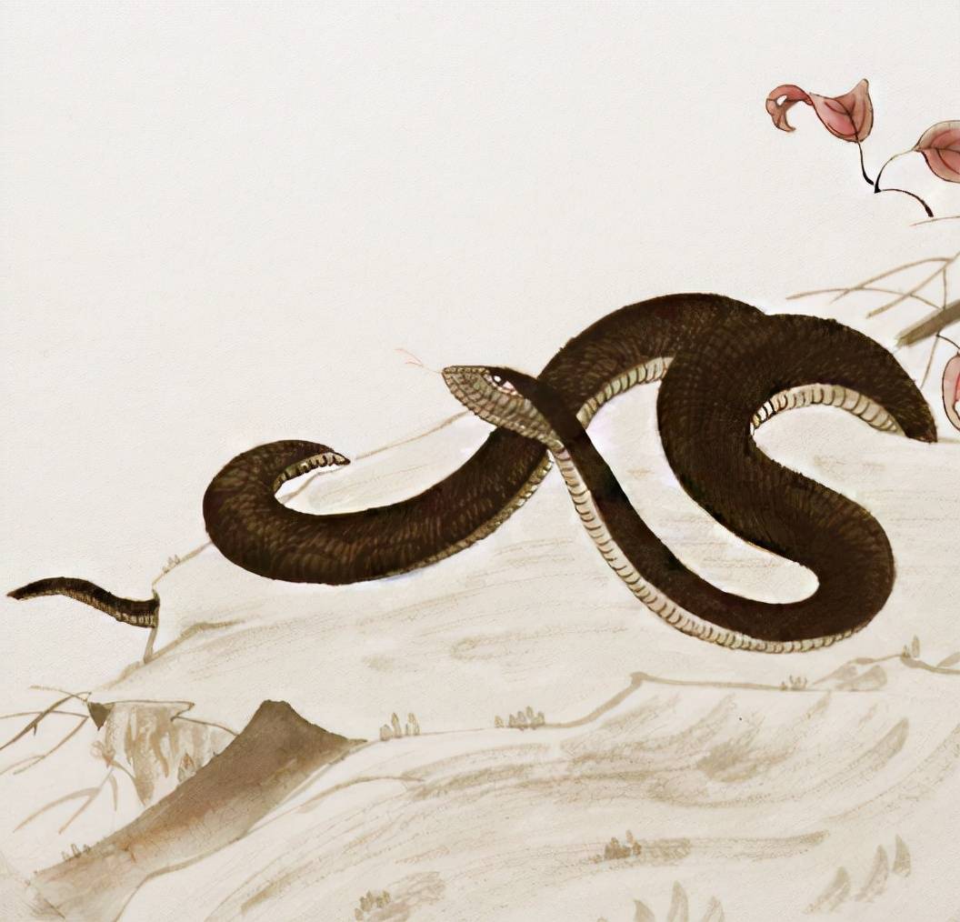 属蛇人的本命物 ab6d67be6a7449029bb430d9a3fb5409.jpeg