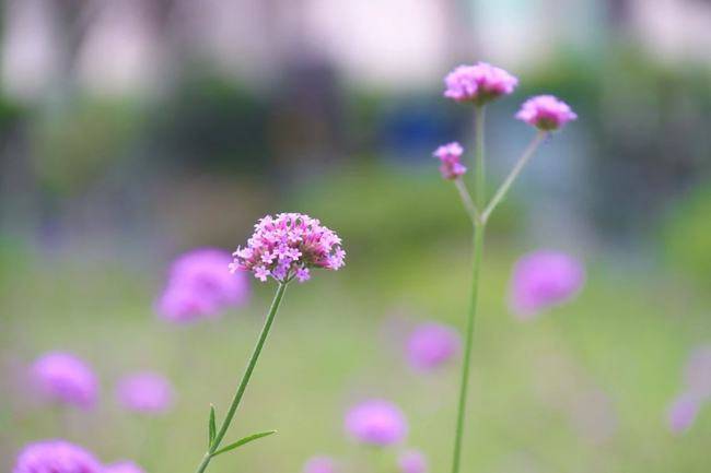 空气|秋日限定美景！桂花香、紫色花海颜值正盛，快约~